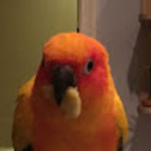 Meet your Posher, Sasha